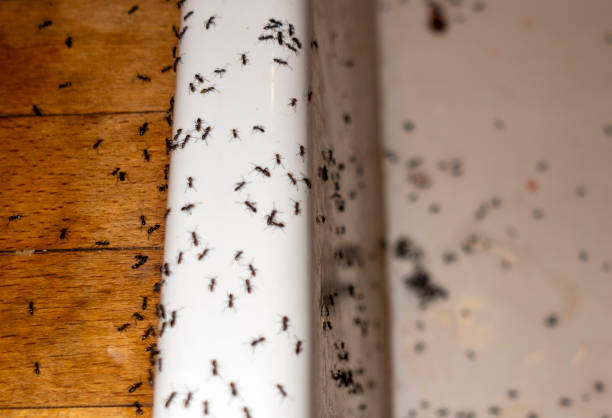 Best Pest Removal Services  in Poteet, TX
